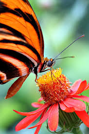 It is not intended to cover all species worldwide. Banded Orange Butterfly Photograph By Celestial Blue