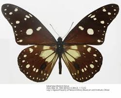 Image result for Secamone africana