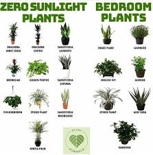 Plants For Bedroom Plants For Bedroom Bedroom Eyeshadowpalette Makeuphighlighter Makeupmirror Makeupr In 2020 Bedroom Plants Plants Growing Plants Indoors