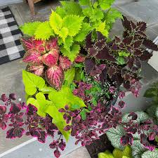 Image result for Coleus buchananii