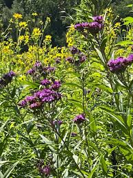 Image result for Vernonia lycioides