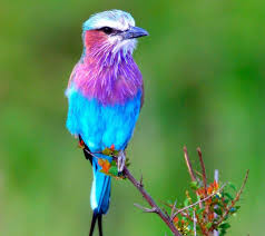 Download This Wallpaper Galaxy J2 Animal X2f Bird 1440x1280 For All Your Phones And Tablets Beautiful Bird Wallpaper Pet Birds Colorful Animals