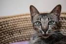 Independent Cat Breeds | Purina
