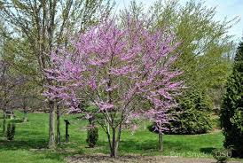 Grows to 20 to 30 feet tall and 25 to 30 feet wide. Gardening Redbud Trees Provide Striking Early Spring Color