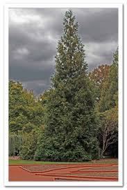 Check spelling or type a new query. Thuja Green Giant Arborvitae Sugar Creek Gardens
