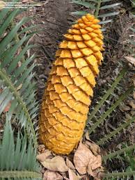 Image result for Encephalartos villosus