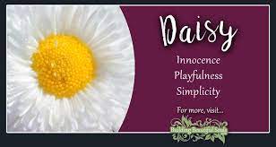 Classified under hypernyms (pink paper daisy is a kind of.): Daisy Meaning Symbolism Flower Meanings Symboiism