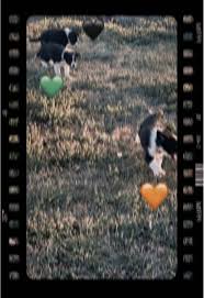 #bordercolliepuppies #rehoming #2💰💰#lookingforfureverhomes #bordercollie  #centraltexas #fullblood no papers