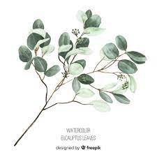 Silver Dollar Eucalyptus Tattoo Google Search Eucalyptus Branches Watercolor Trees Watercolor