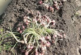 Untuk menghasilkan kualitas bawang merah yang baik harus mengikuti proses penanganan pasca panen bawang merah yang baik dan benar yang terdiri dari beberapa proses yaitu panen, pengeringan sementara. We Provide Complete Bid Tender Information In Indonesia