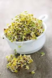 We did not find results for: What Are Alfalfa Sprouts Panlasang Pinoy