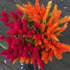 Yes To These Flowers Flowers Seasonal Flowers Flower Farm