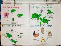 Animal Life Cycles Anchor Chart Animal Life Cycles Life Cycles Anchor Charts