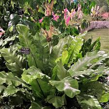 Image result for Asplenium