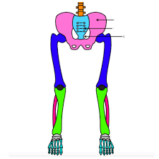 May 31, 2021 · want a speedy way to learn the bones of the body? Skeletal System Lower Body Diagram Quizlet