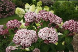 Check spelling or type a new query. Incrediball Blush Smooth Hydrangea Hydrangea Arborescens Proven Winners