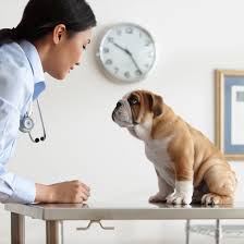 puppy shots and vaccination schedules