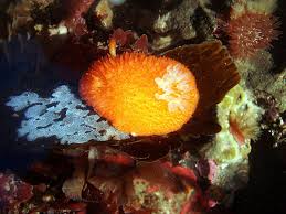 Image result for Kotschya ochreata