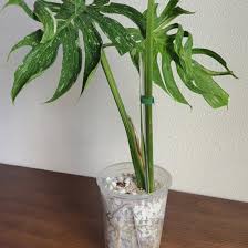 Image result for Mostuea