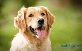 Golden Retriever Ozellikleri Nasil Kopektir Bakimi Nasil
