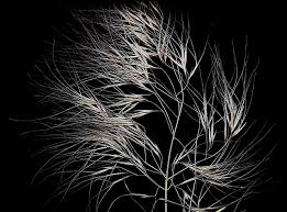 Image result for Aristida pilgeri