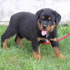 However, free rottie dogs and puppies are a rarity as rescues usually charge a small adoption fee to cover their expenses (usually less than $200). Lindsey Akc Rottweiler Puppy For Sale In Shipshewana Indiana German Rottweiler Puppies Rottweiler Mix Puppies Rottweiler Puppies For Sale