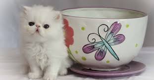 We have quality persian kittens for sale and luxury pet beds, furniture, and carriers. Teacup Himalayan Kittens For Sale Cute Cats Pictures Teacup Persian Kittens Persian Cats For Sale Persian Kittens For Sale