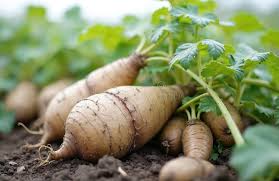 Image result for Dioscorea alata