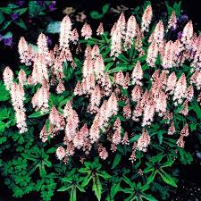 Image result for Nidorella umbrosa