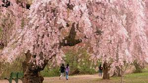 The Magick Of Cherry Blossoms Sakura Tree Cherry Blossom Festival Cherry Tree