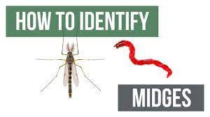 They can also give you an irritating collection of bites. Midge Control How To Get Rid Of Midges Solutions Pest Lawn