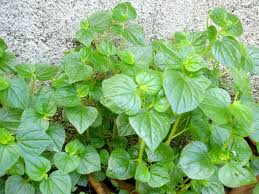 Di malaysia, hempedu bumi biasanya ditanam di laman belakang atau di dalam pasu untuk tujuan perubatan. Pin On Tanaman Herba Sebagai Penawar