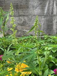 Image result for Cannabaceae