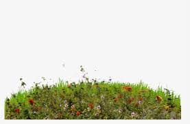 Check spelling or type a new query. Transparent Wild Grass Png Flower Transparent Background Plant Png Png Download Transparent Png Image Pngitem