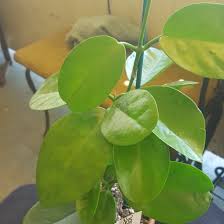 By characteristics or by cultivar name. Hoya Australis Subsp Tenuipes Waxflower Australis Uploaded By Meah17044