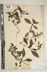 Image result for Barleria purpureotincta