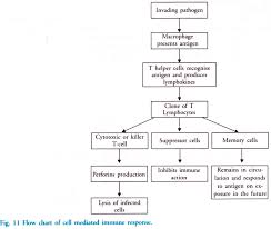 cell mediated humoral immune response with diagram