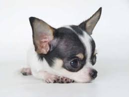 Chihuahua Black And White Dog Pets Lovers