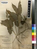 Image result for Hypselodelphys