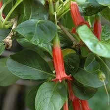 Image result for Iochroma