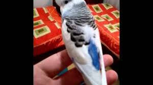 Kanat Titremesi Youtube