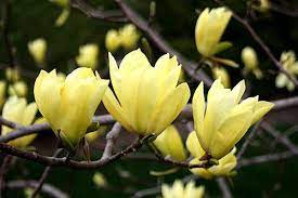 Yellow Flowering Japanese Magnolia Butterflies Yellow Magnolia Japanese Magnolia Fragrant Flowers