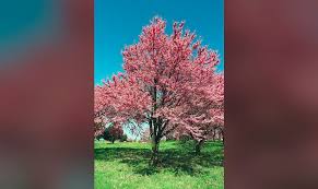Its leaves are pinnately compounded, and in the winter will sport lovely dark brown, velvety buds. Redbuds Colorful Show Is On Full Display