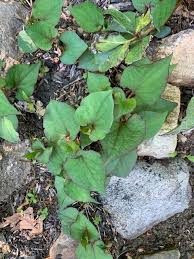 The chickweed grows in a dense mat across the ground that branches out frequently near the base. Does Anyone Know What Type Of Plant This Is With Heart Shaped Leaves Gardening Landscaping Stack Exchange