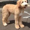 #doodle poodle #sketches #sketch poodle doodle keto : 1