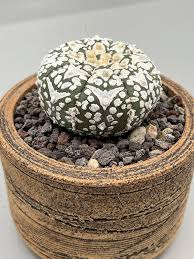 Image result for Thesium asterias