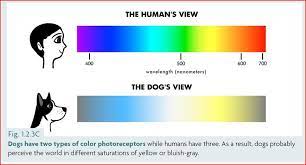 Can Dogs See Color And How Do We Know Dog Facts Dog Behavior Training Vet Life