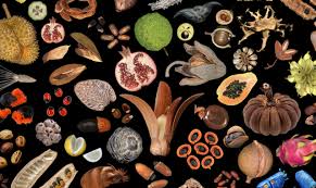 1 a flowering plant's unit of reproduction, capable of developing into another such plant. Definition Of Seed In Various Points Of View