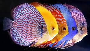 Ikan ini dikenal dengan banyak nama di berbagai daerah: Daftar Lengkap Jenis Ikan Hias Air Tawar Peliharaan Tips Dan Harga Juraganhobi Com