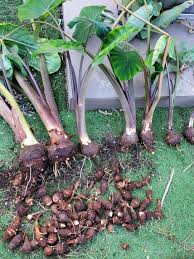 八頭(ヤツガシラ)の収穫 | 日刊わしら - HIROSHIMA DAILY WASHIRA